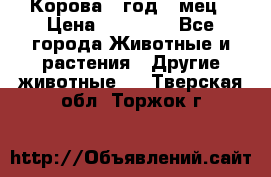 Корова 1 год 4 мец › Цена ­ 27 000 - Все города Животные и растения » Другие животные   . Тверская обл.,Торжок г.